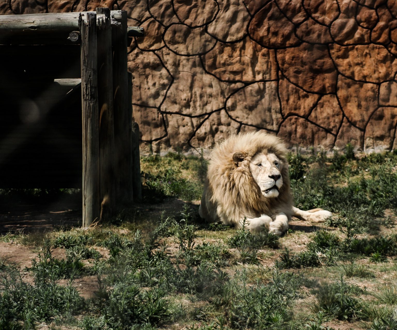Midvaal Lion Park. Priceless Moments Photography