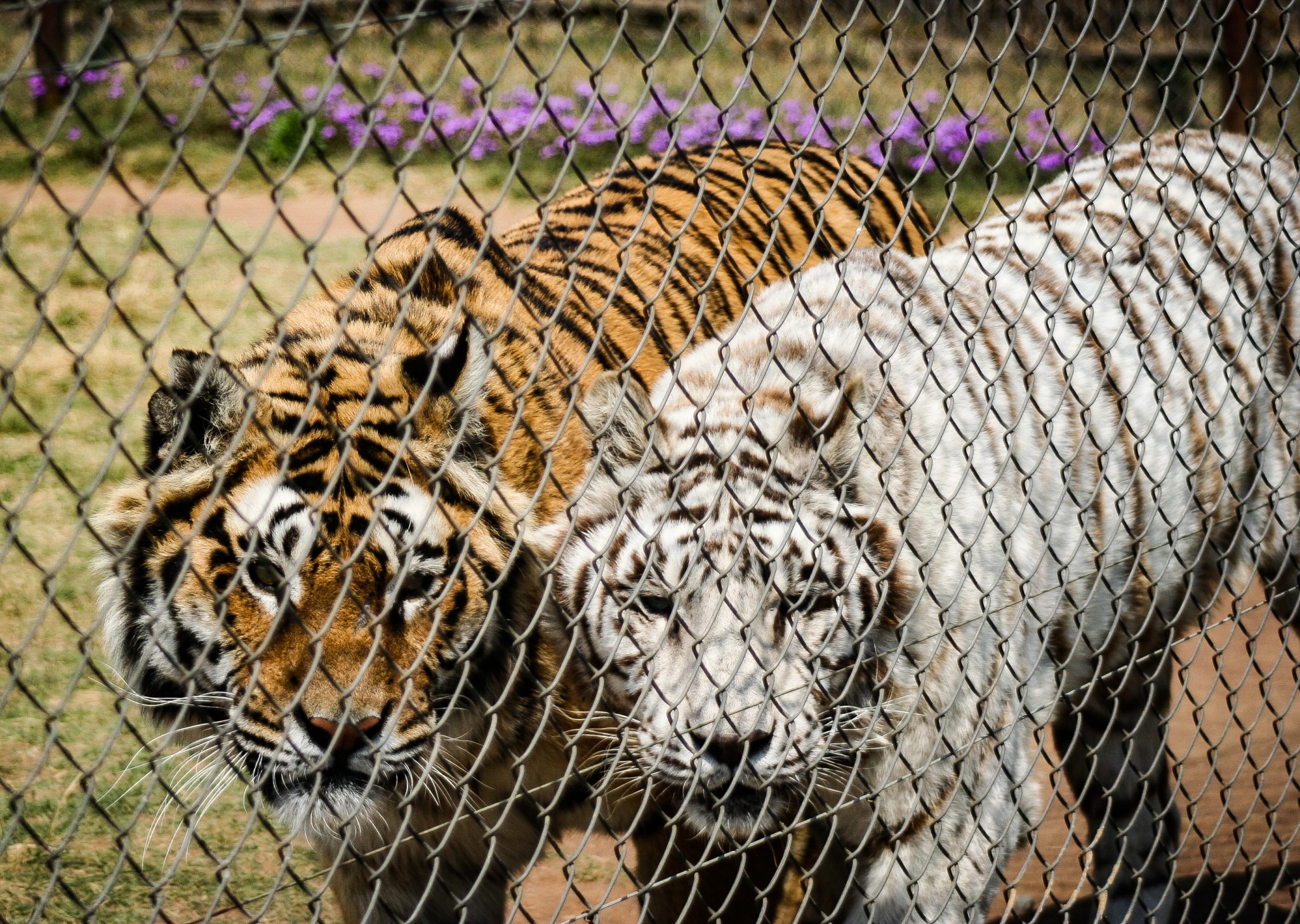Midvaal Lion Park. Priceless Moments Photography